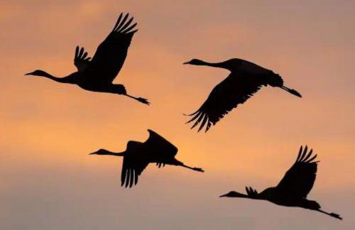 Séjour bucolique au lac du der - Foto 20