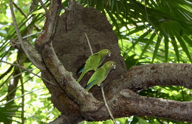 Xanadu Island Resort - Foto 72