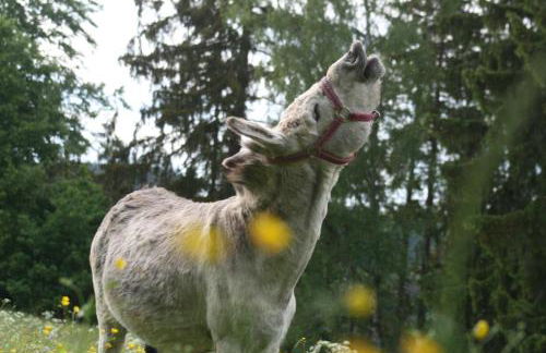 Pension 'Am Vogelherd' - Foto 21