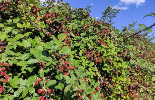 La fortaleza de Bernuy - Photo 49