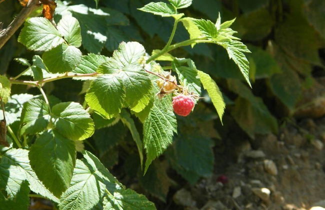 Fattoria Antica Forconia - Photo 23