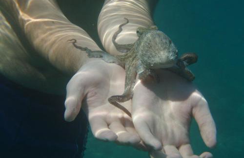 Apartments Katarina Porat - Foto 56