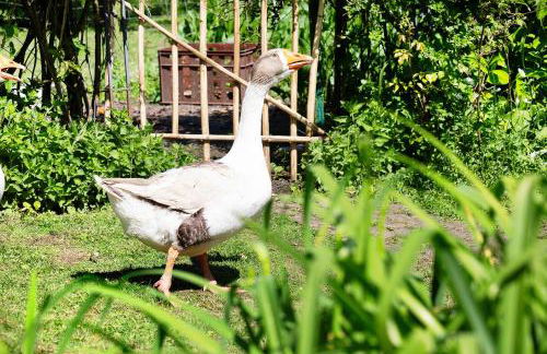 Im grünen Winkel - Foto 18