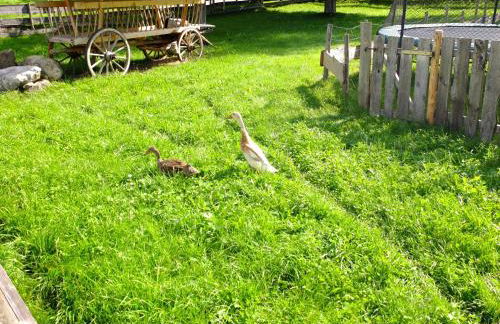 Ferienwohnung Mohnblume - Foto 13