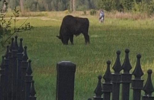 Dwór Na Otulinie - Foto 3