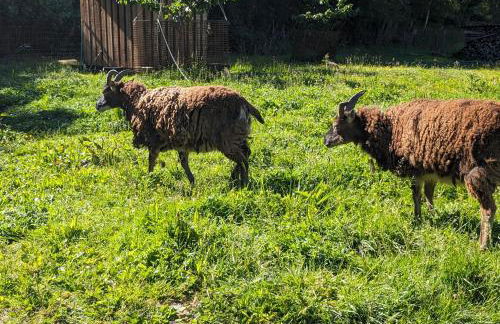 Au Ptit Bonheur De La Semoy - Foto 27