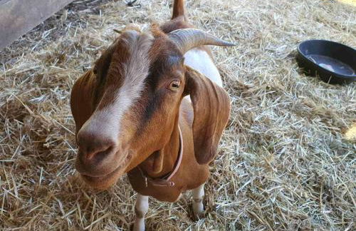 Cozy Cabin, near Mosier and Hood River - Foto 22