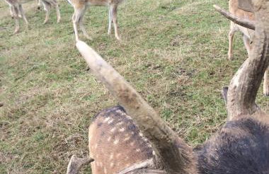 Planinska kuća Dasović - Foto 21