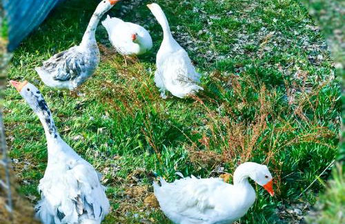 Arrowhead Country Cabins - Foto 53