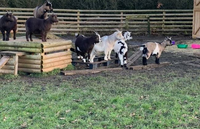 Beech Pod Cabin in Beautiful Surroundings Wrexham - Photo 27