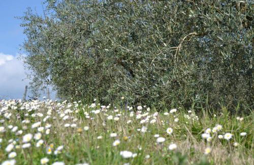 Agriturismo La Querce - Foto 9