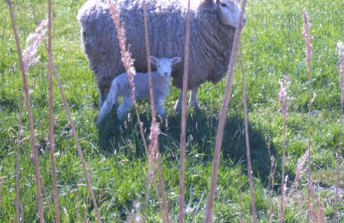 Ferienwohnung-Treeneblick - Foto 36