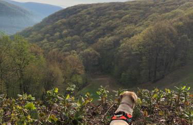 Blue Knob Bear Den (Nordic Center/Golf Course) - Foto 27