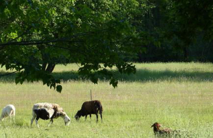 Ferienwohnung im Spreewald in idyllischer Alleinlage - Foto 21