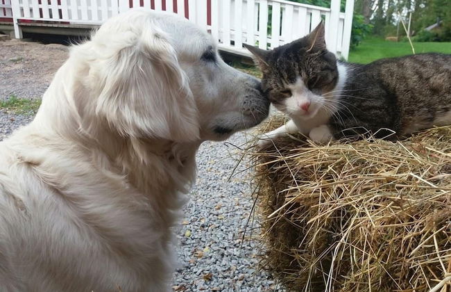 Valkeisen Loma - Foto 34