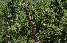 Los Prejones - Photo 9