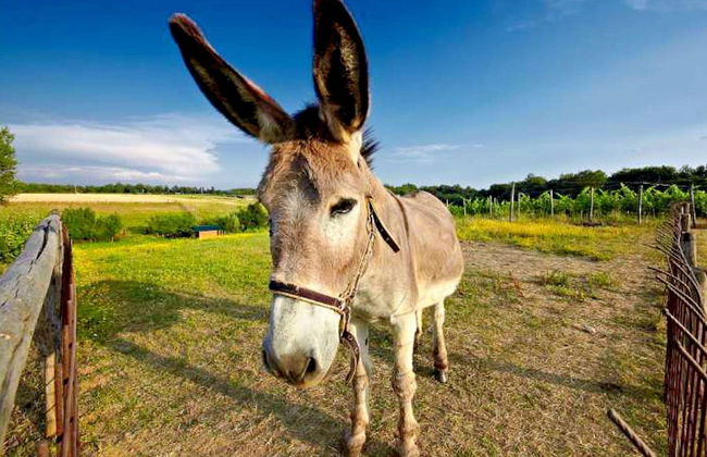 Cottage in Tuscany With Pool & Sauna - Foto 27