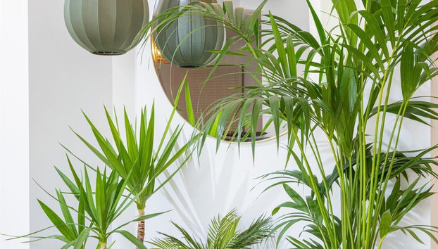 Sol Cala D'Or Apartamentos - Foto 5