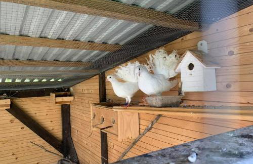 Siedlisko Przyjazne Progi - Foto 26