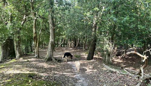 Yew Tree Cottage - Foto 2