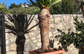 Manousos Guest House - Foto 27