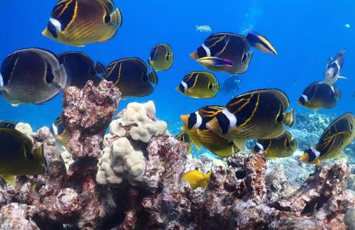 Beach Villas at Kahalu'u - Foto 46