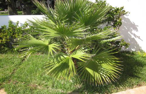 Villa Hansen in Garajau - Cristo Rei - Foto 14