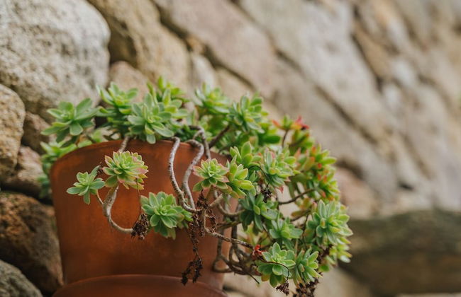 Curral D'Avó Turismo Rural & SPA - Foto 72