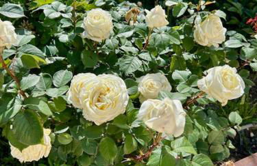 La Maison Patricia - Foto 35