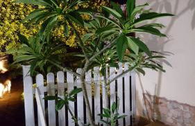 A Due Passi Dal Mare - Foto 19