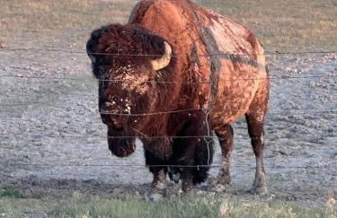 Prairie Dog Perch Tiny Home - Foto 35