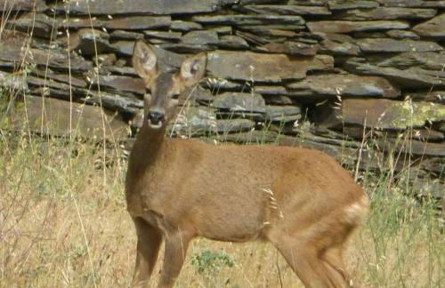 Casa CARMA - Foto 18