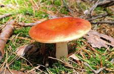 Osada California - Foto 64