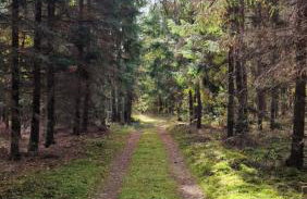 Domki Pod Sosnami Stare Kiejkuty - Foto 35