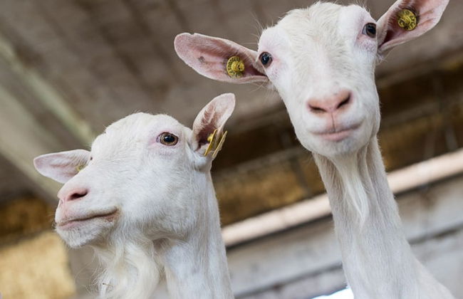 Cascina Galizia - Foto 21