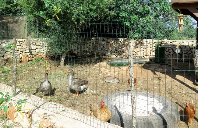 Moli de Son Vidal - Foto 48