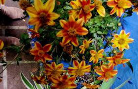 El patio azul Bohemio Mágico - Foto 8