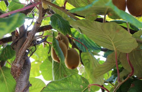 Villa Martins - Foto 32