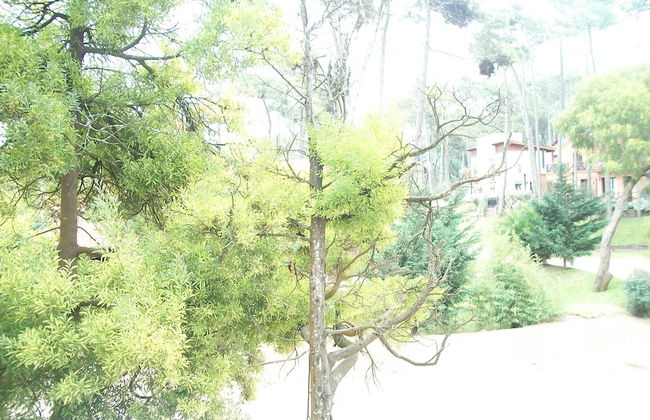 Avutarda de Carilo - Photo 41