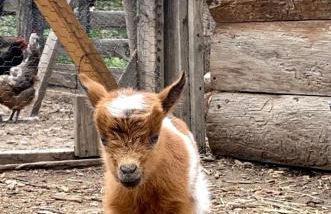 Rural Log Cabin Rental for Couples near Taos Ski Valley - Foto 23