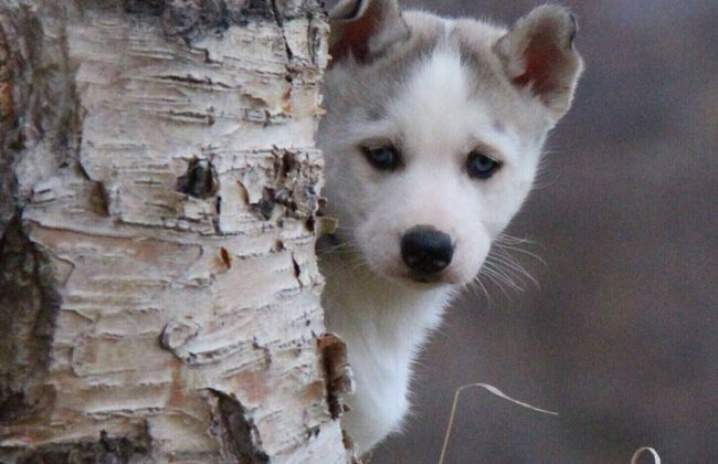 Levajok Fjellstue Adventures - Foto 15