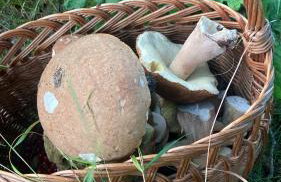 Jeleńczówka Alte Dorfschule - Foto 51