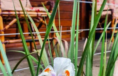 Casa 4 dorms 2 suites - localização perfeita no centrinho e rodeada de natureza - Foto 2