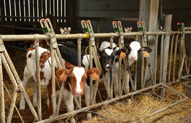 Teuven Farmhouse for 24 Guests - Foto 37