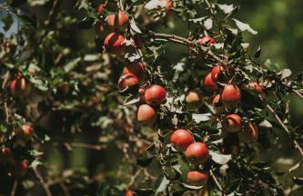 Pasieka - Dom Wypoczynkowy - Foto 42