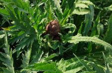 La tenuta di Eva - Foto 20