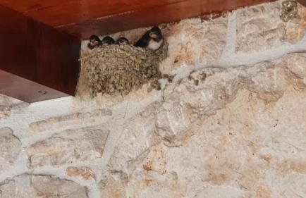 Villa Marko - Foto 35