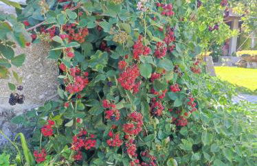 Casa Matreiro - Foto 48