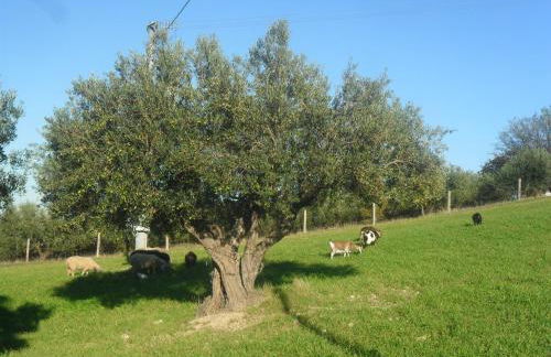 Colle Bianco - Foto 6