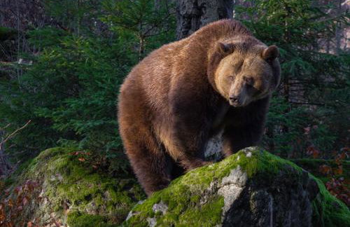 Apartment Landhaus Wildfeuer by Interhome - Foto 42